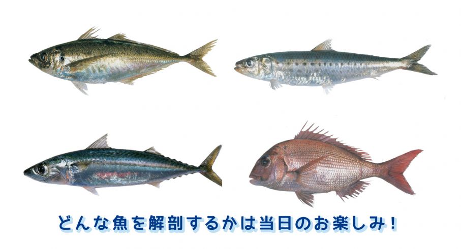 オンラインイベント Youtube生中継教室 魚の解剖にチャレンジ はまぎん こども宇宙科学館 オフィシャルホームページ