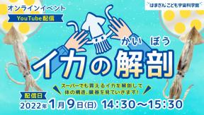【オンライン配信】イカの解剖