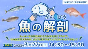 【オンライン配信】魚の解剖