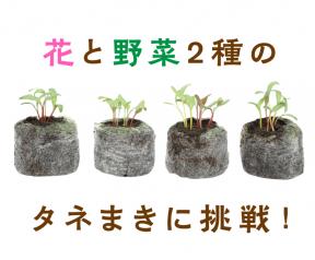 あそび×園芸「わくわくタネまき教室！」