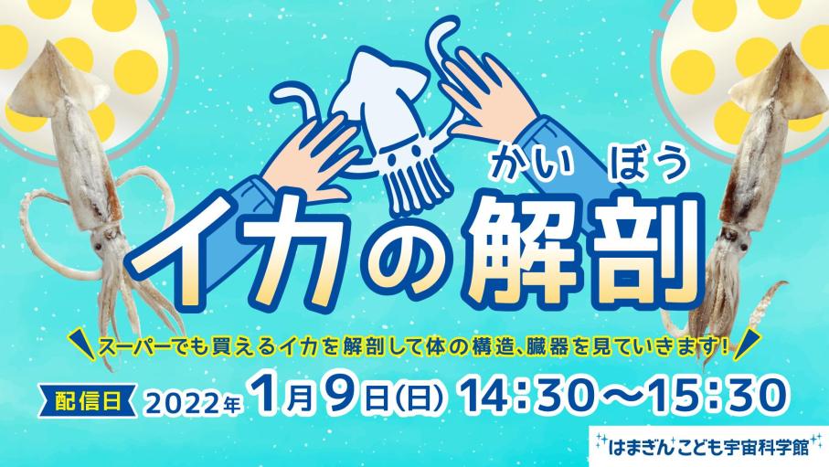【オンライン配信】イカの解剖 