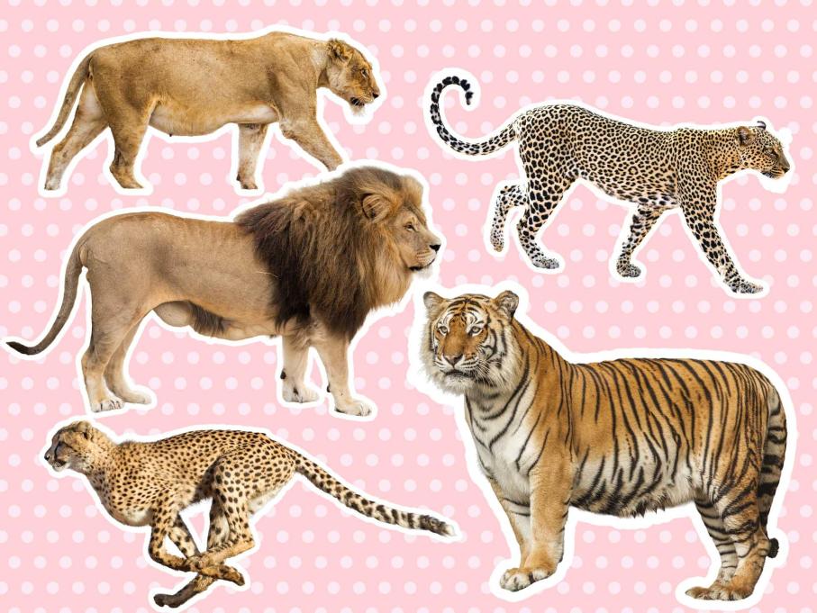 ねこ探しゲーム