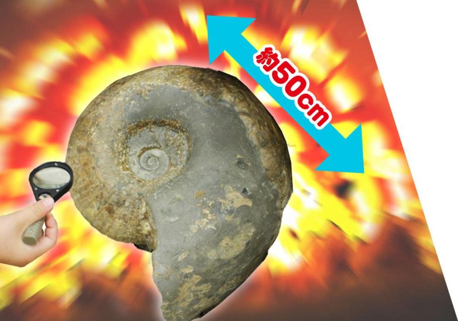 さわれるアンモナイト