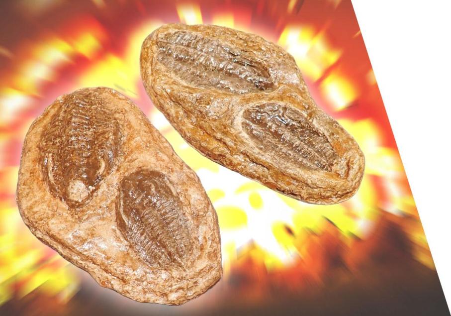 化石を見てみよう